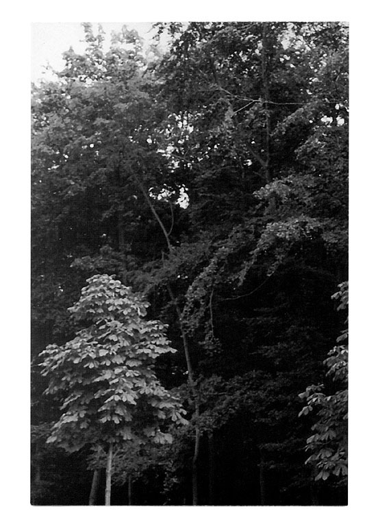 Claude Closky, ‘Sorcière cachée dans les bois [Witch hidden in the woods]’, 1998, invitation card, galerie Yvon Lambert, Paris, black & white offset, 13 x 8,5 cm.